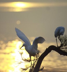 Bird Watching tour in Ethiopia