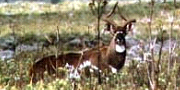 Mountain Nyala-Endemic