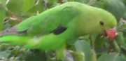 Love Bird