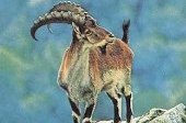 Walia Ibex -Endemic