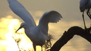 Heron