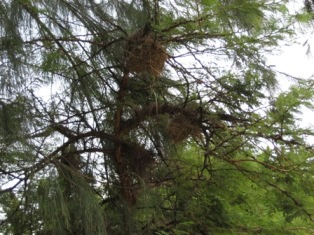 Bird Nest