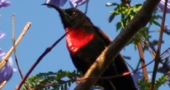 Sunbird
