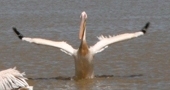 Great White Pelican