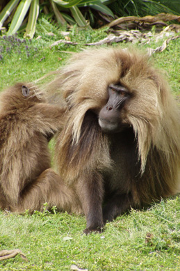 Gelada Baboon Ethiopia