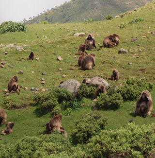 Gelada Baboon Simien Mountains