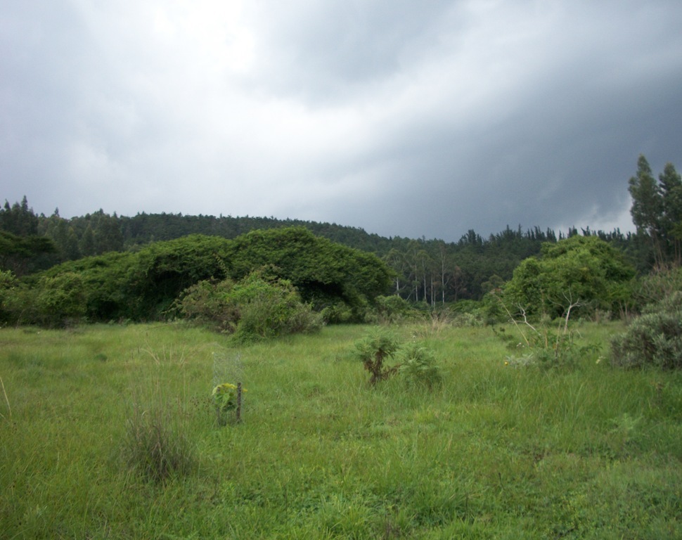 Menagesha forest