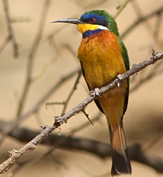 bird watching tours in ethiopia