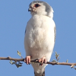 bird watching tours in ethiopia pygmy