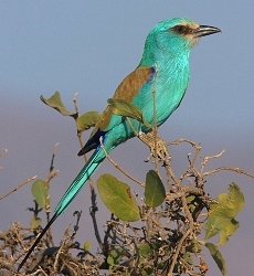 bird watching tours in ethiopia roller