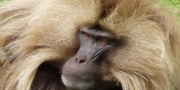 Gelada Baboon -Endemic